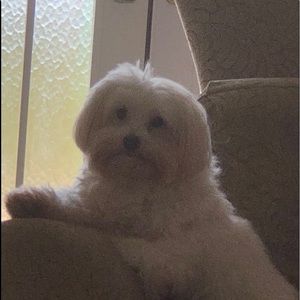 Meet your Posher, Norma